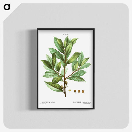 1-62_Treatise-on-Trees-and-Shrubs_blk-crop