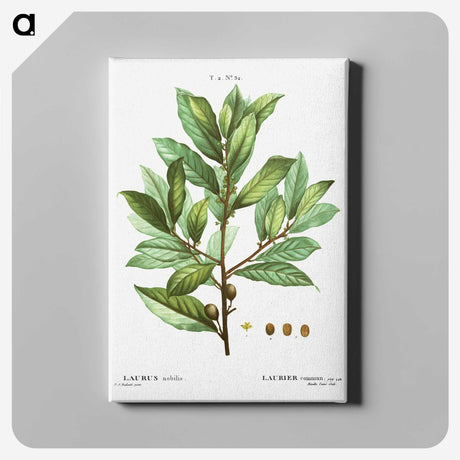 1-62_Treatise-on-Trees-and-Shrubs_canvas