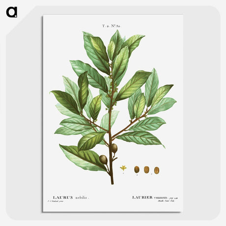 1-62_Treatise-on-Trees-and-Shrubs_picture-crop