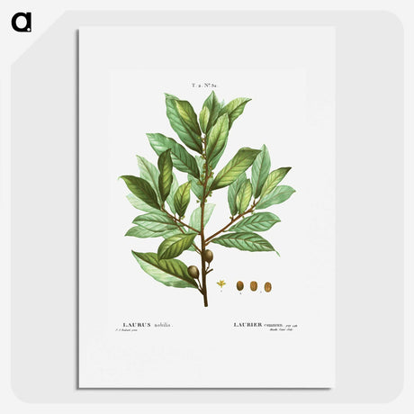 1-62_Treatise-on-Trees-and-Shrubs_picture