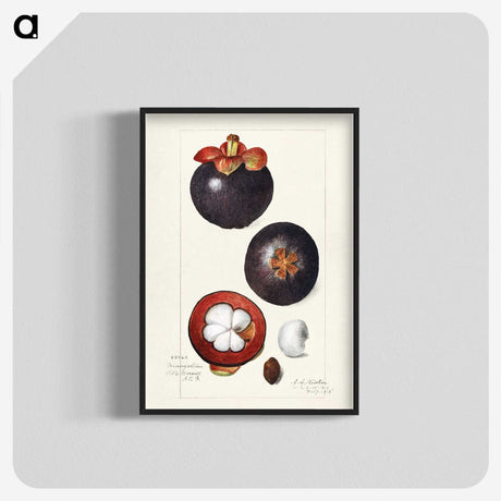 1-62_USDA-Watercolor-Fruit-Painting-Collection_blk-crop