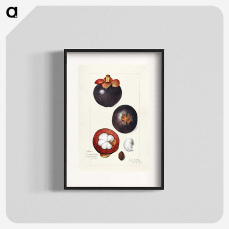 1-62_USDA-Watercolor-Fruit-Painting-Collection_blk