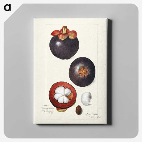1-62_USDA-Watercolor-Fruit-Painting-Collection_canvas