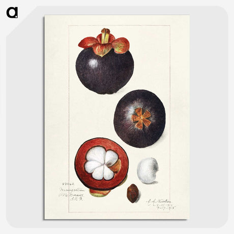 1-62_USDA-Watercolor-Fruit-Painting-Collection_picture-crop