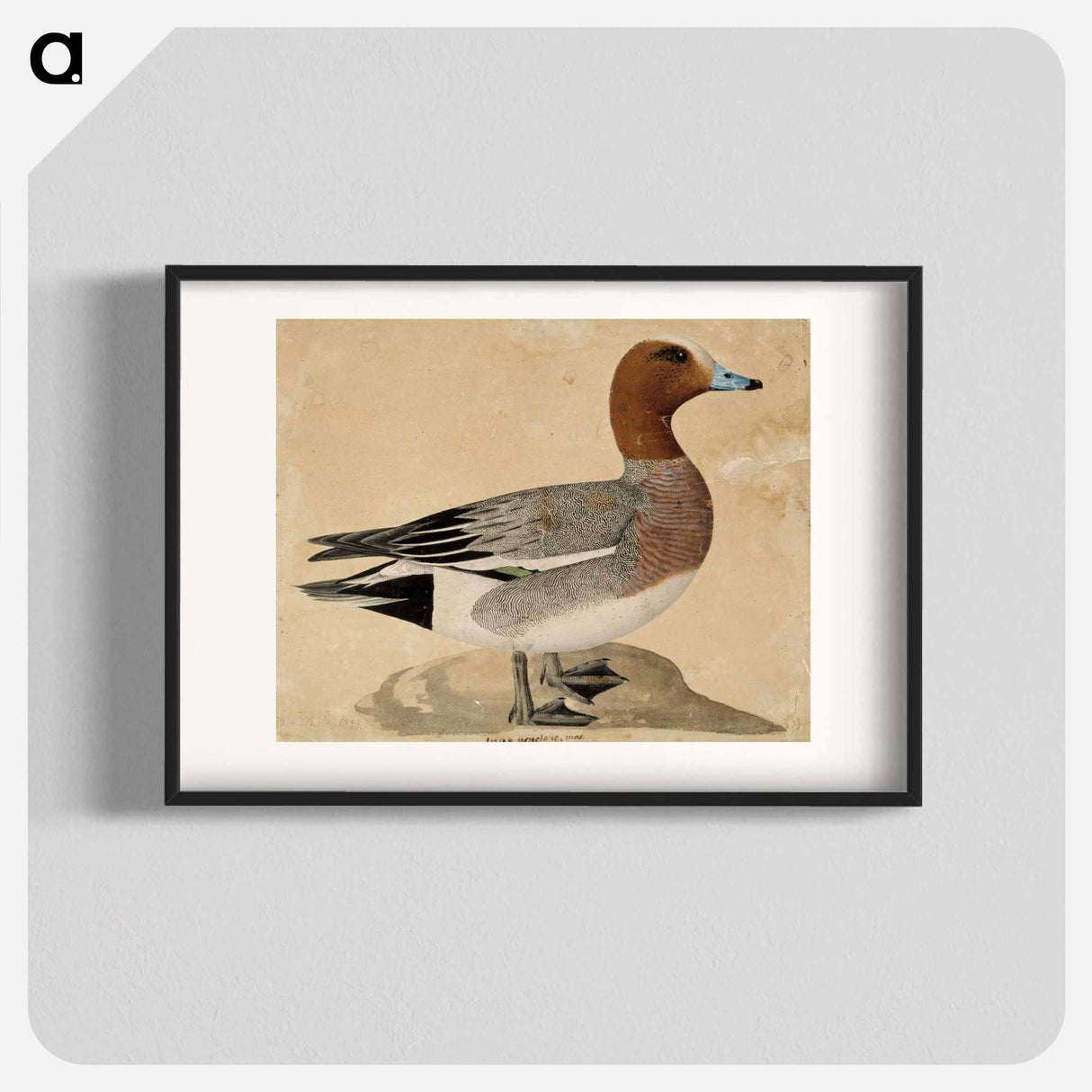 Eurasian wigeon - Wilhelm von Wright Poster.