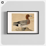 Eurasian wigeon - Wilhelm von Wright Poster.
