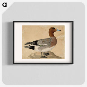 アートポスター-Eurasian wigeon - ヴィルヘルム フォン ライト Poster.