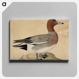 Eurasian wigeon - ヴィルヘルム フォン ライト Canvas.