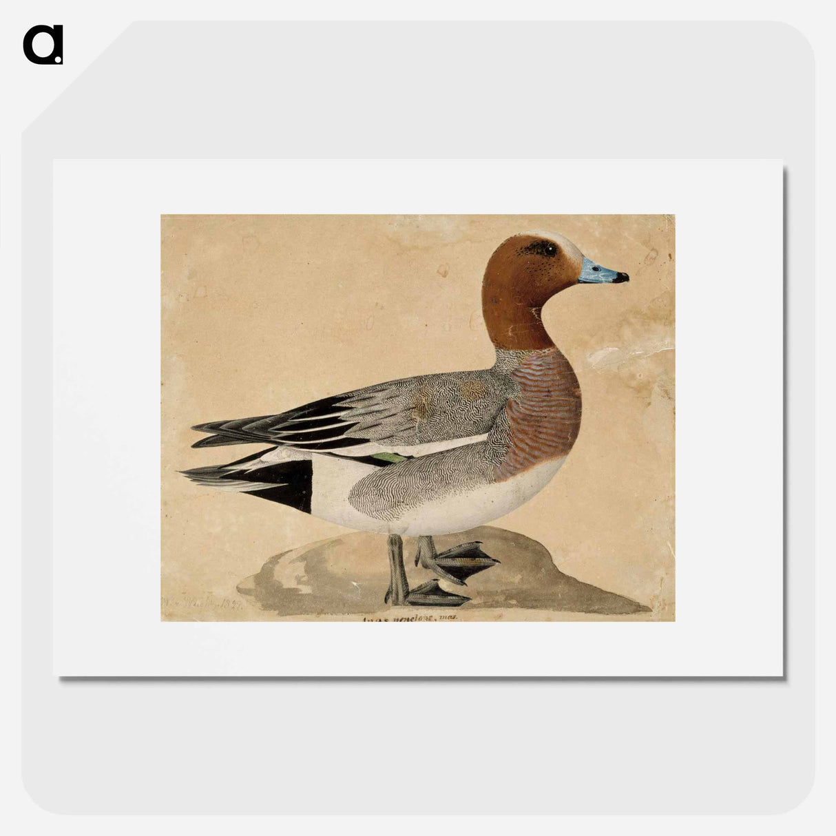 Eurasian wigeon - Wilhelm von Wright Poster.