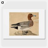 Eurasian wigeon - Wilhelm von Wright Poster.