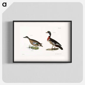 アートポスター-Blue-winged Teal (Anas discors) 247. Wood Duck (Anas sponsa) illustration from Zoology of New York by James Ellsworth De Kay. - ニューヨークの動物学 Poster.