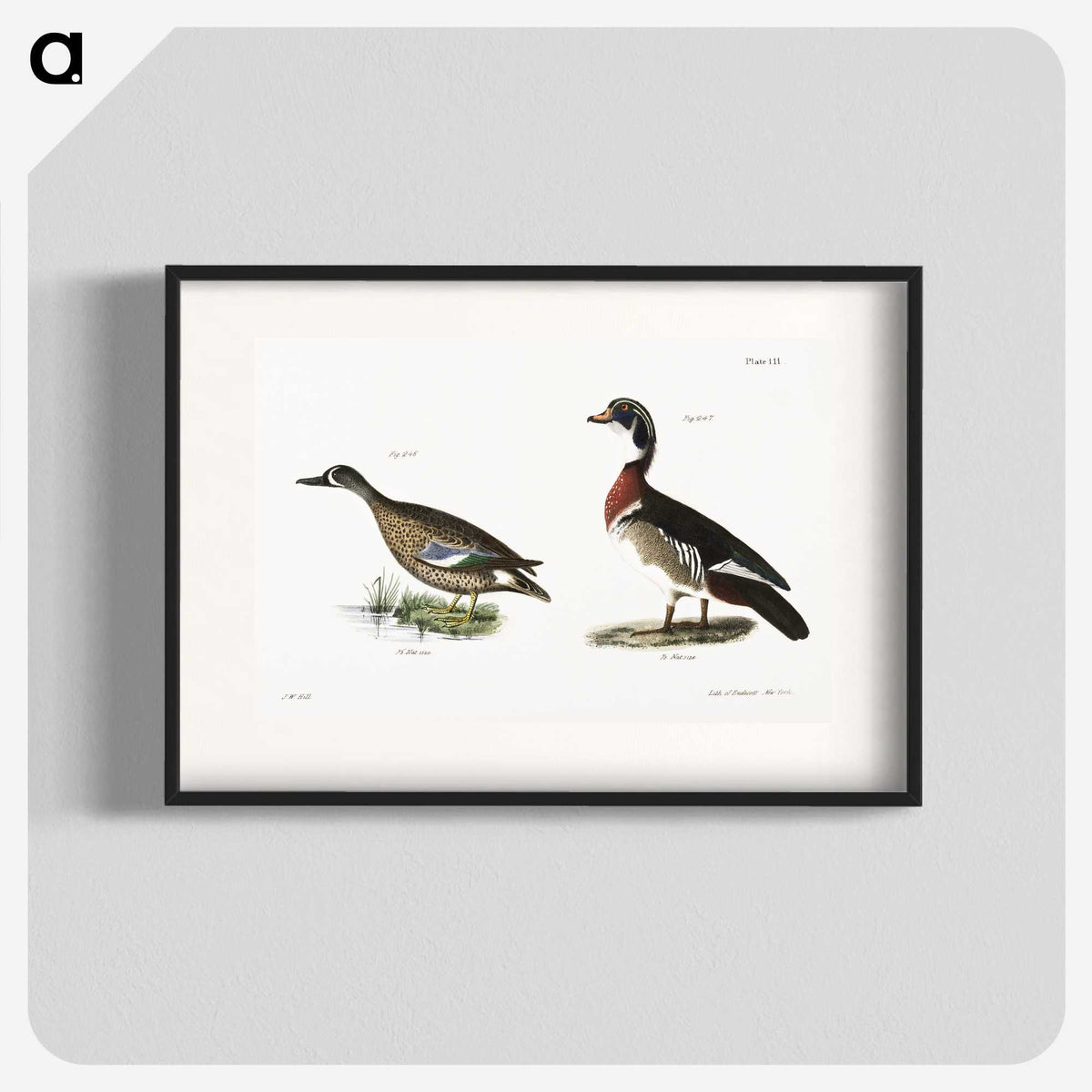 1-62_Zoology-of-New-York_blk