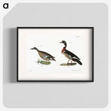 1-62_Zoology-of-New-York_blk
