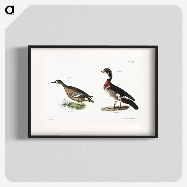 1-62_Zoology-of-New-York_blk