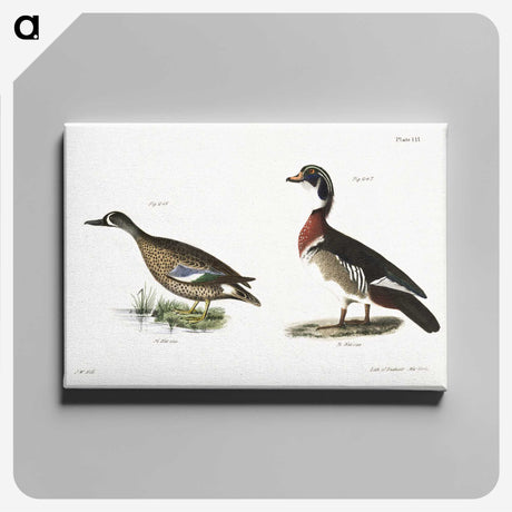 1-62_Zoology-of-New-York_canvas