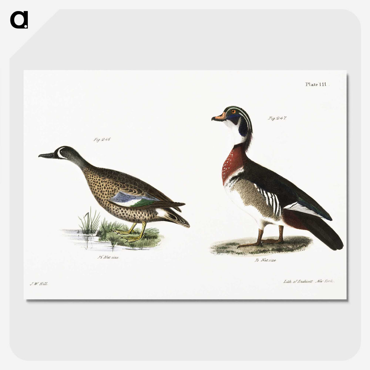 1-62_Zoology-of-New-York_picture-crop