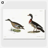 1-62_Zoology-of-New-York_picture-crop
