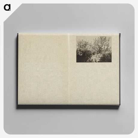1-63_Alfred-Stieglitz_canvas