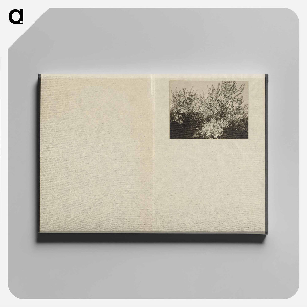 Apple Blossoms - アルフレッド スティーグリッツ Canvas.