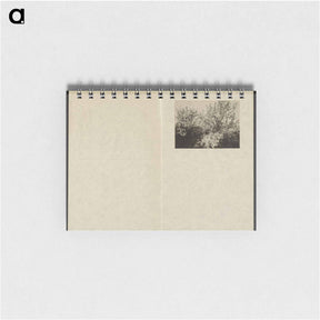 アートメモ帳-Apple Blossoms - アルフレッド スティーグリッツ Memo.