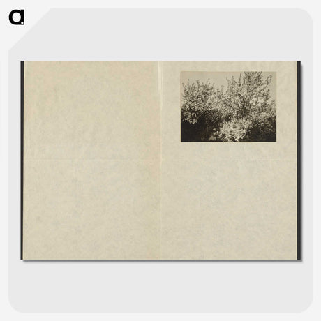 1-63_Alfred-Stieglitz_picture-crop