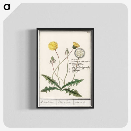 1-63_Anselmus-Boetius-de-Boodt_blk-crop
