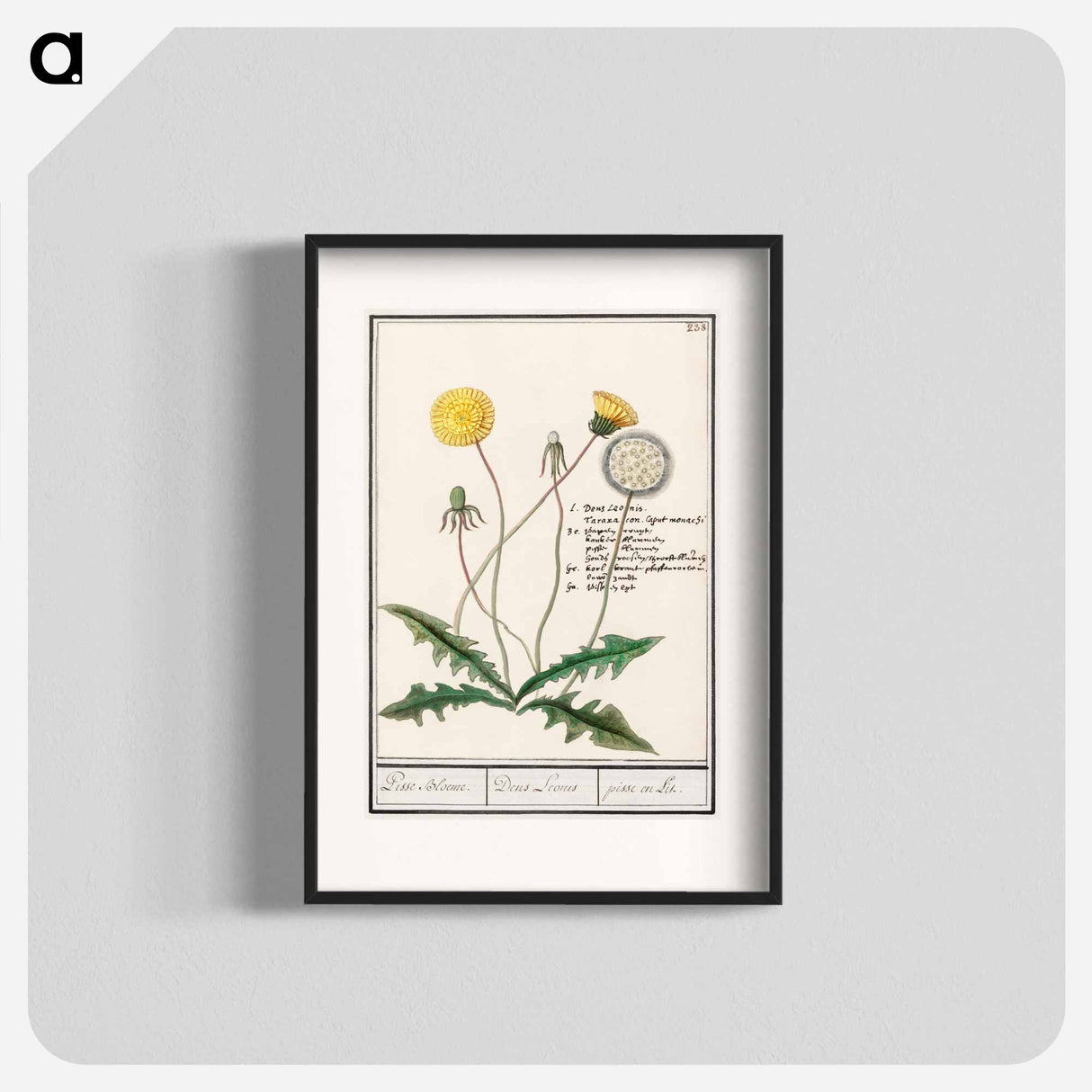 Dandelion - アンセルムス ボエティウス デ ブート Poster.