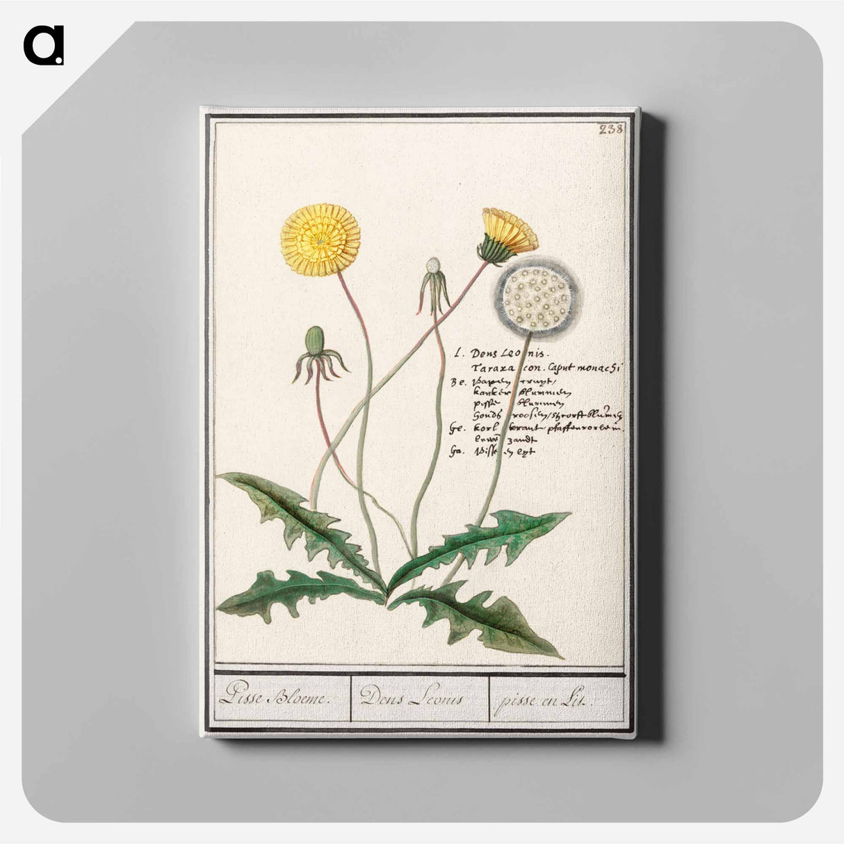 Dandelion - アンセルムス ボエティウス デ ブート Canvas.