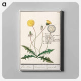Dandelion - アンセルムス ボエティウス デ ブート Canvas.