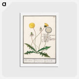 アートポストカード-Dandelion - アンセルムス ボエティウス デ ブート Postcard.