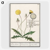 1-63_Anselmus-Boetius-de-Boodt_picture-crop