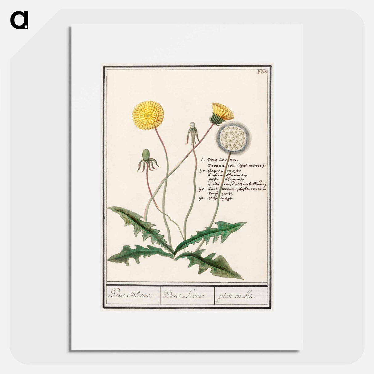 Dandelion - アンセルムス ボエティウス デ ブート Poster.