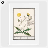 Dandelion - アンセルムス ボエティウス デ ブート Poster.