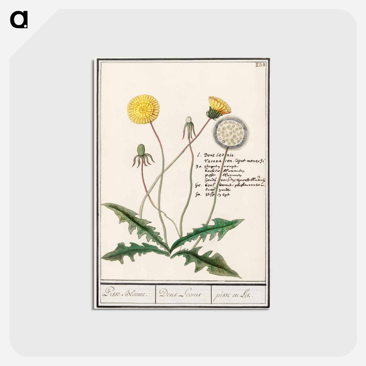 アートポストカード-Dandelion - アンセルムス ボエティウス デ ブート Postcard.