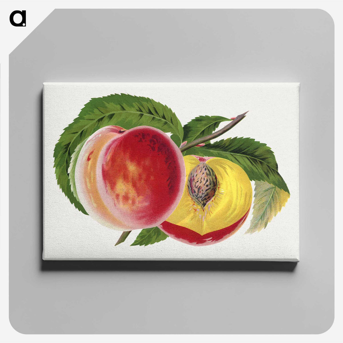 1-63_Botanical-Specimen-Plates_canvas