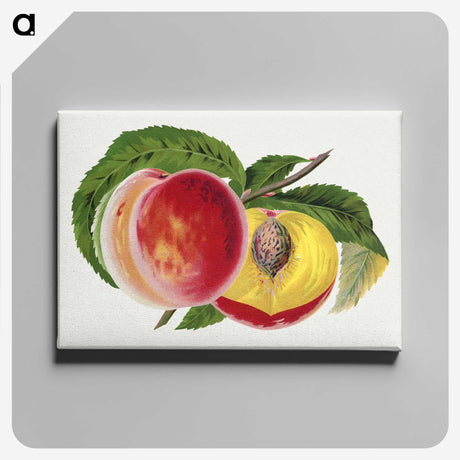 1-63_Botanical-Specimen-Plates_canvas