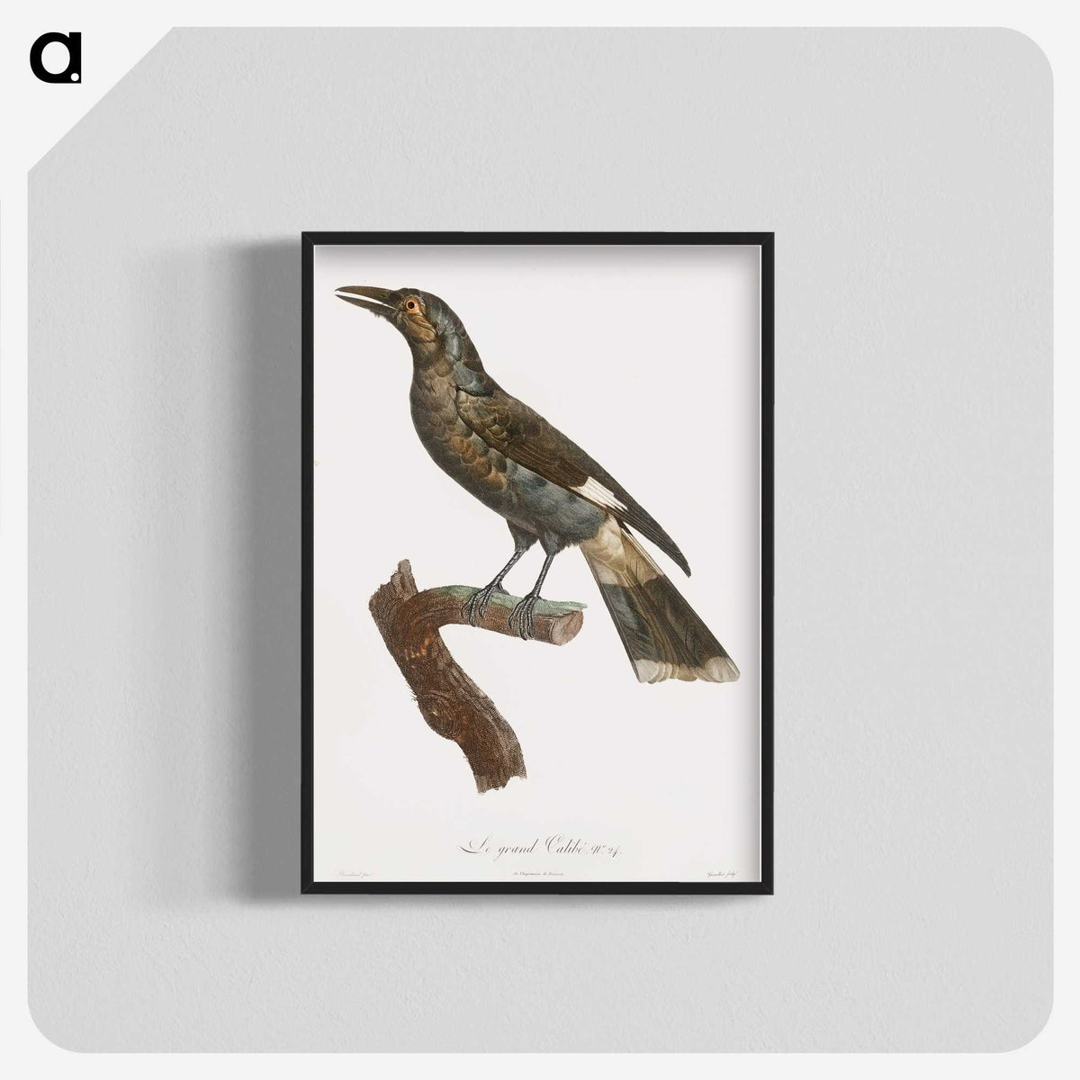 1-63_Des-Oiseaux-de-Paradis_blk-crop