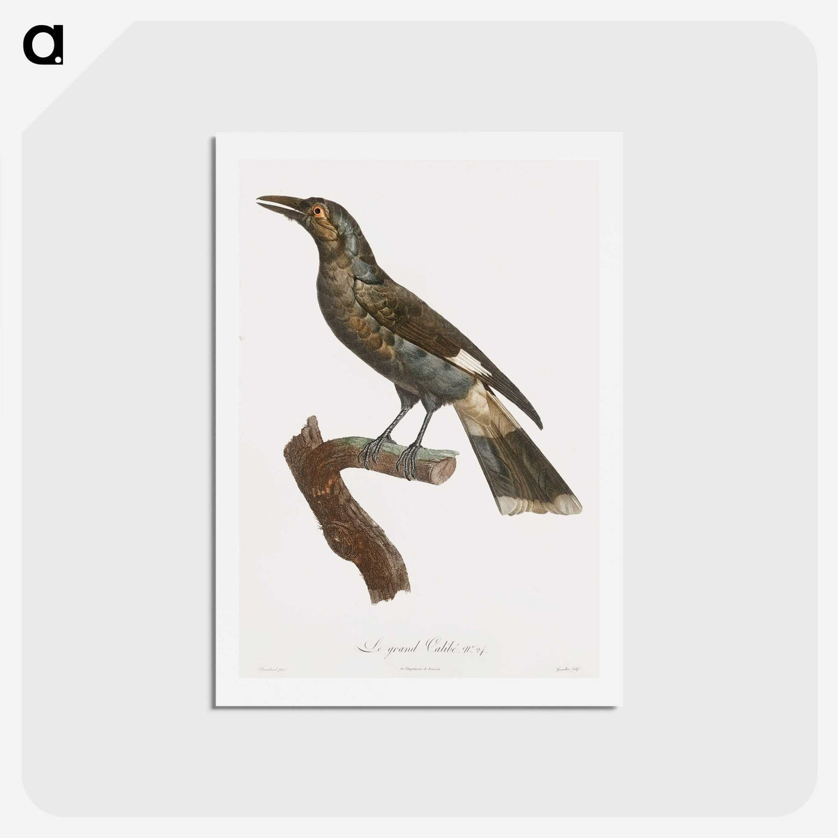 1-63_Des-Oiseaux-de-Paradis_hagaki