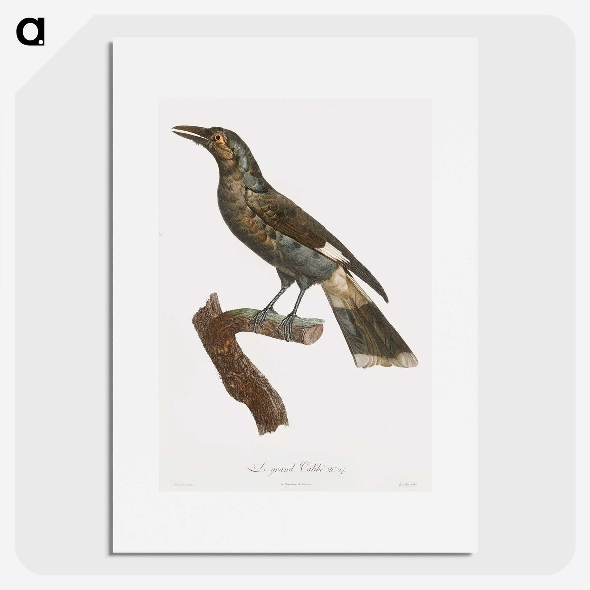 1-63_Des-Oiseaux-de-Paradis_picture