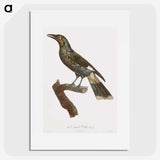 1-63_Des-Oiseaux-de-Paradis_picture