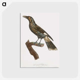 1-63_Des-Oiseaux-de-Paradis_postcard