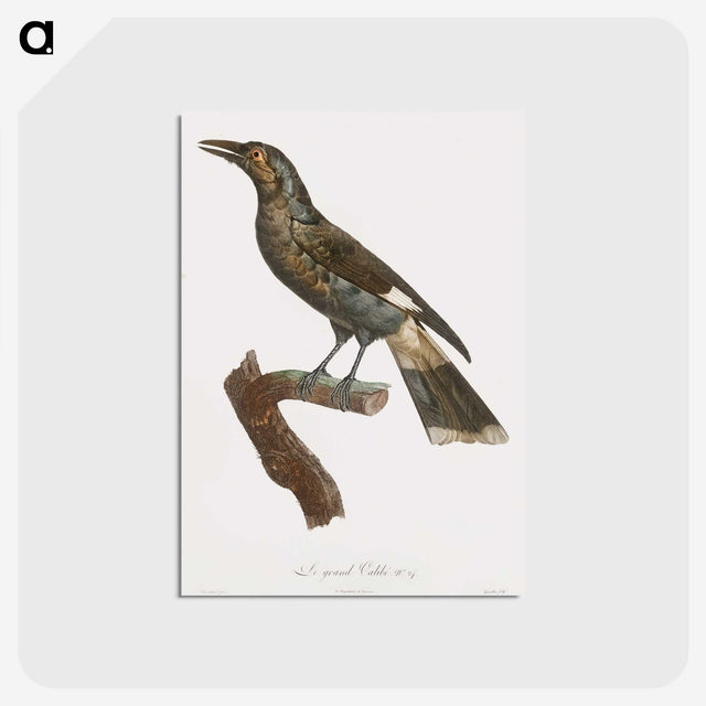 1-63_Des-Oiseaux-de-Paradis_postcard