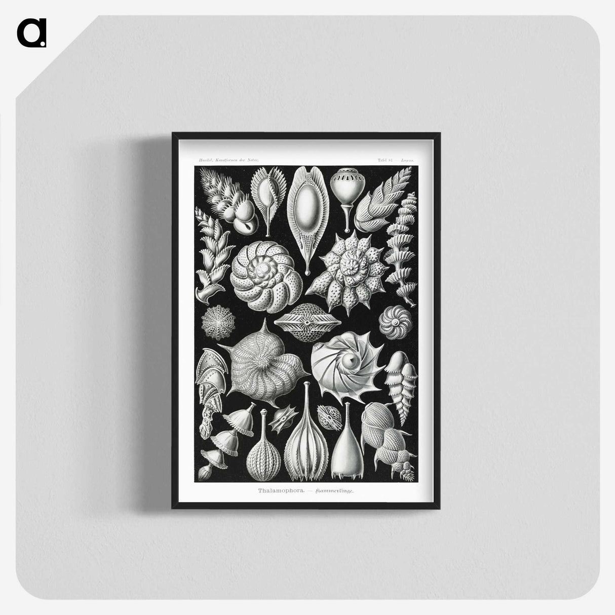 1-63_Ernst-Haeckel_blk-crop