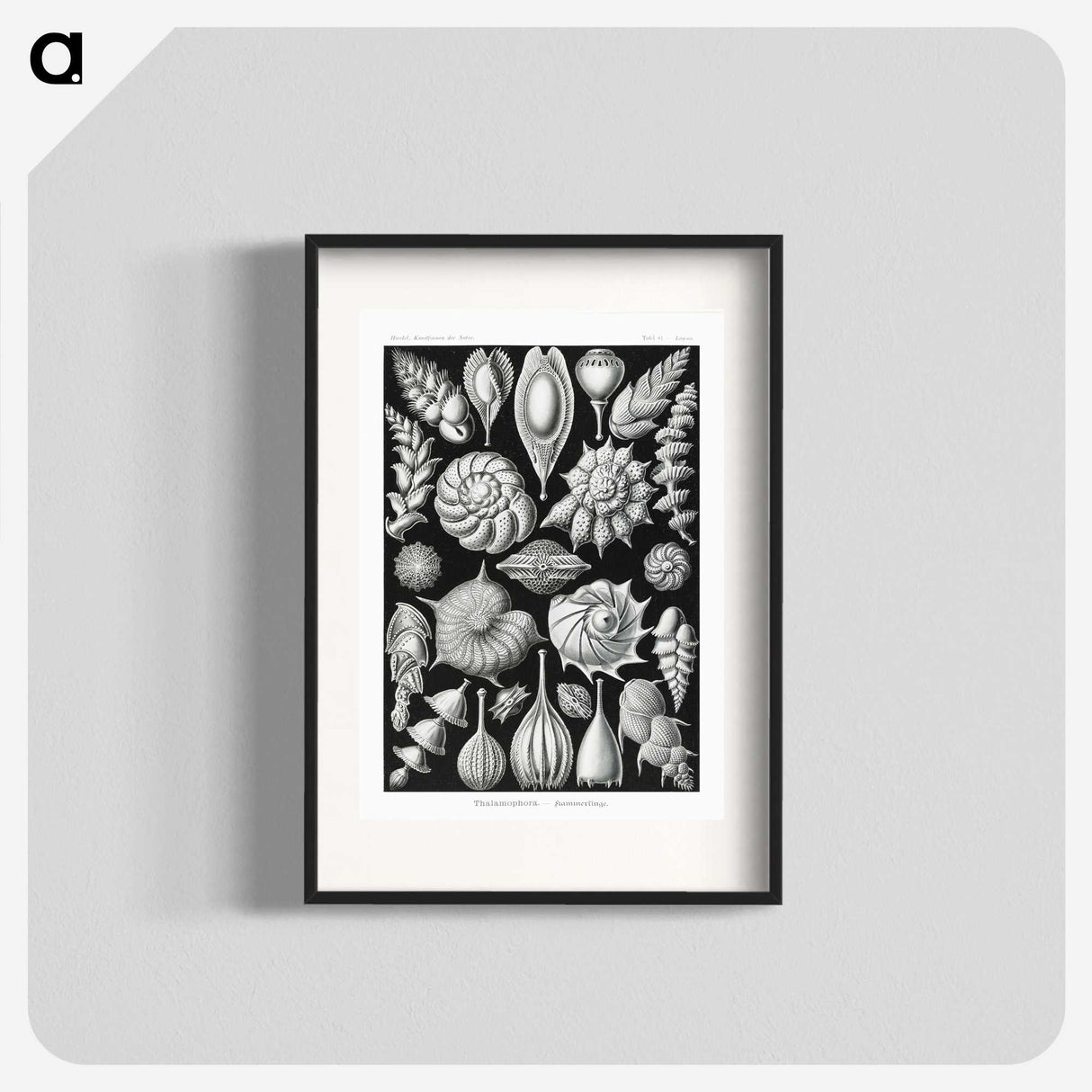 1-63_Ernst-Haeckel_blk
