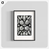 1-63_Ernst-Haeckel_blk