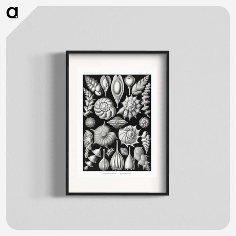 1-63_Ernst-Haeckel_blk