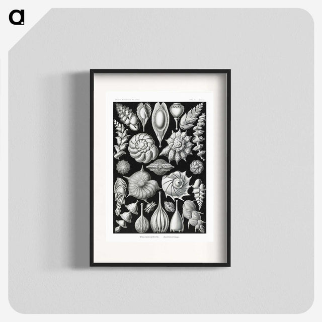 1-63_Ernst-Haeckel_blk