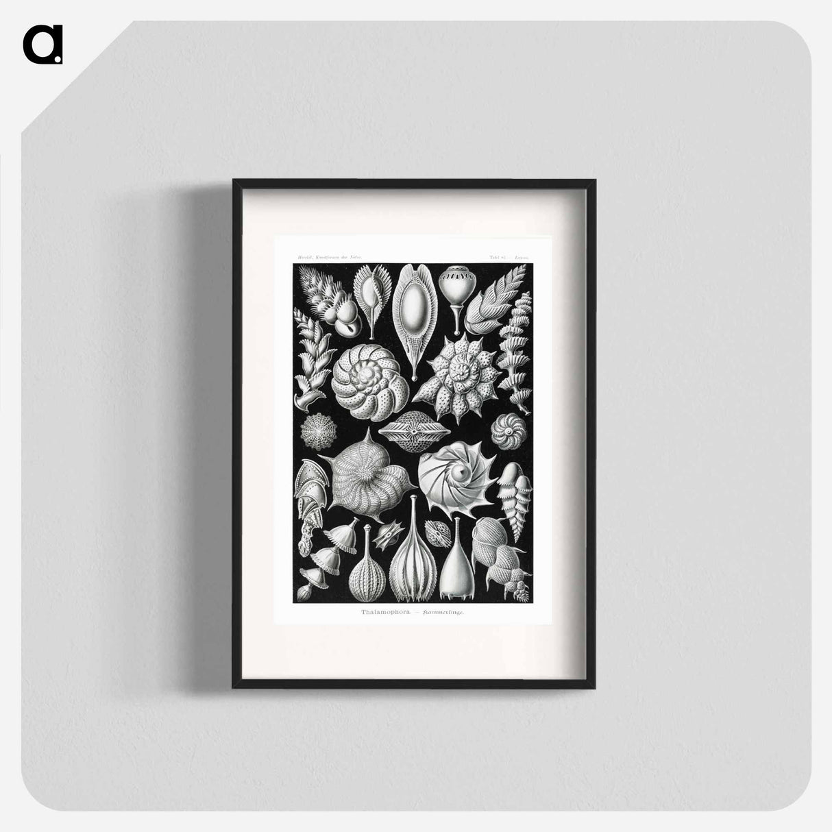 Thalamophora–Kammerlinge from Kunstformen der Natur - エルンスト ヘッケル Poster.