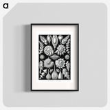 Thalamophora–Kammerlinge from Kunstformen der Natur - エルンスト ヘッケル Poster.