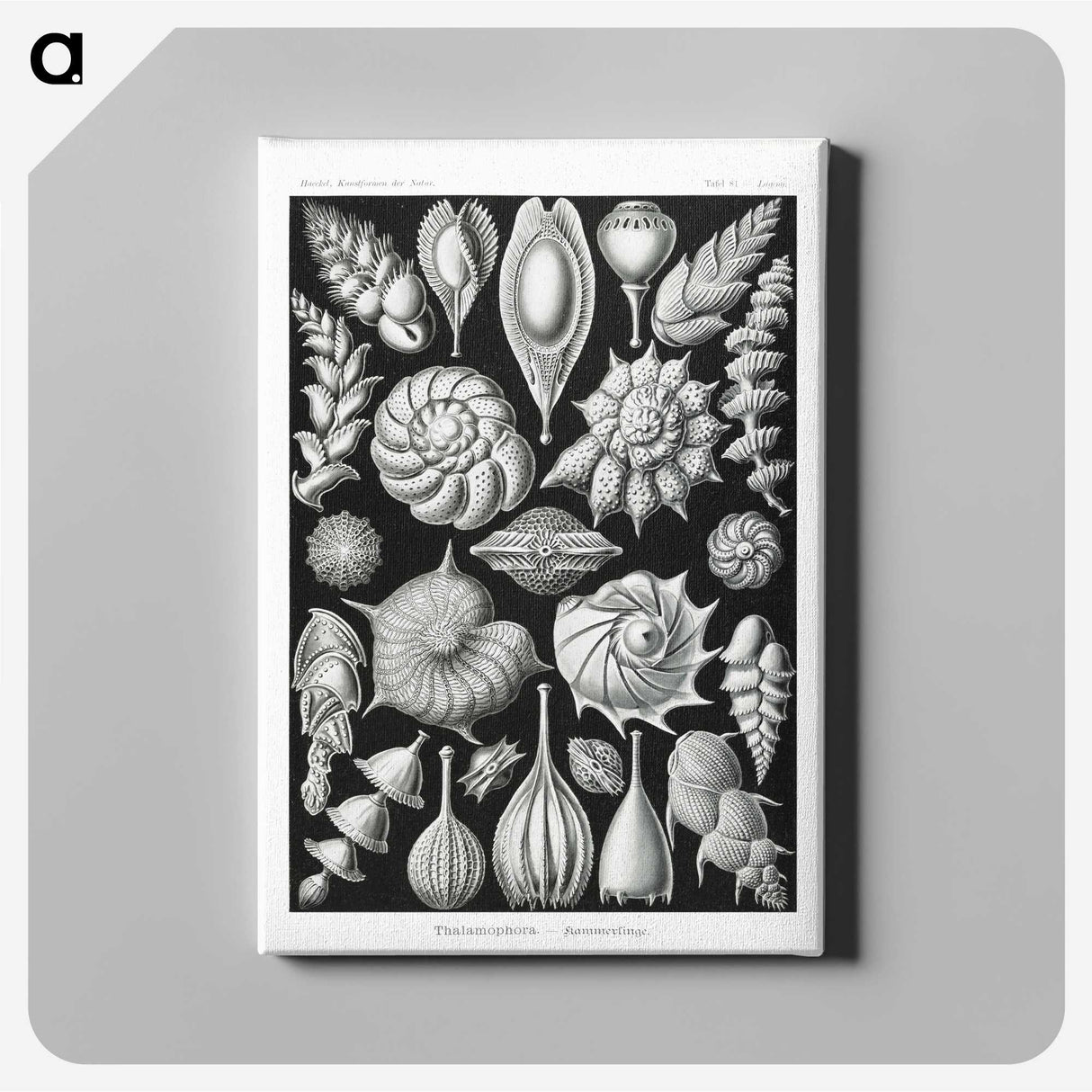 1-63_Ernst-Haeckel_canvas